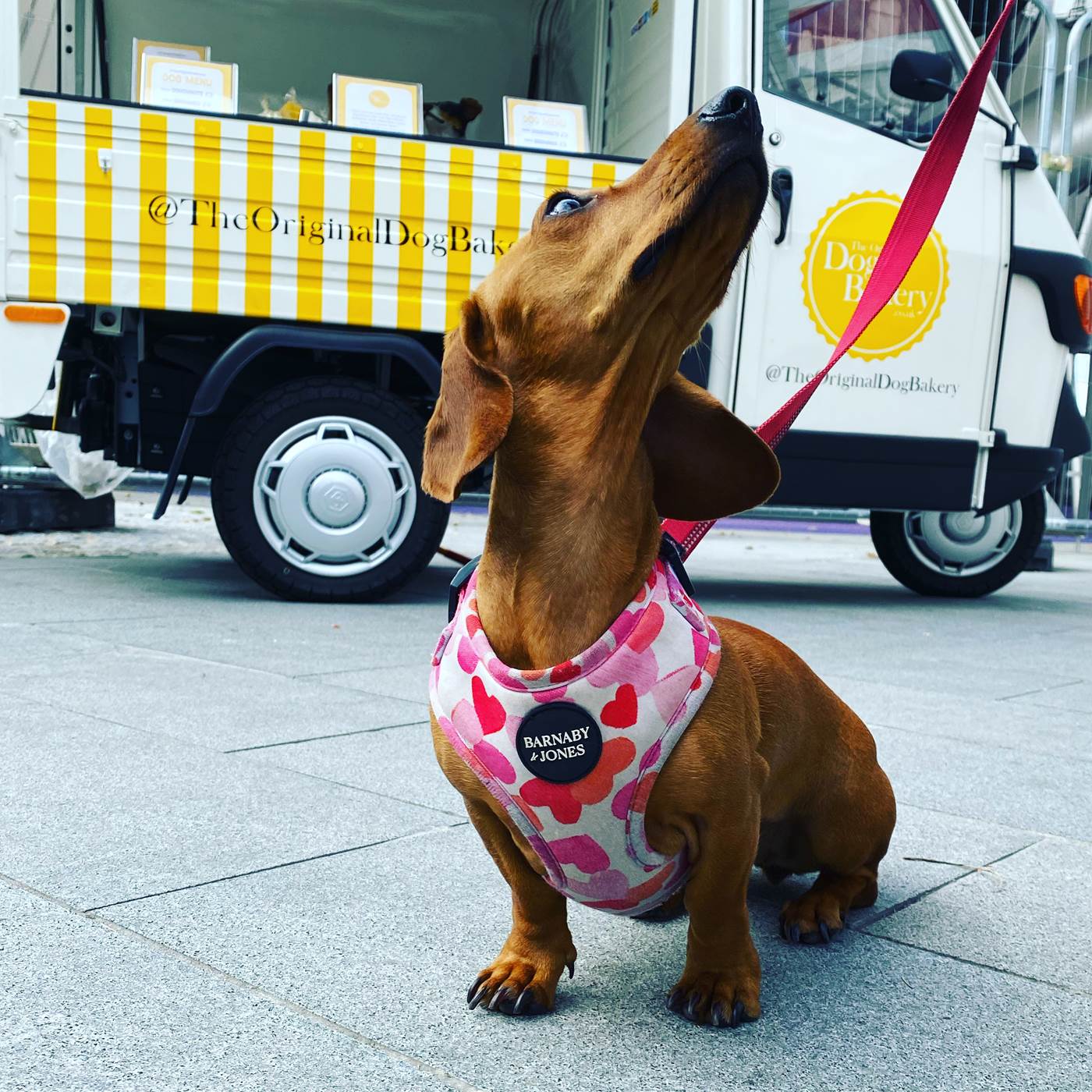 The Original Dog Bakery