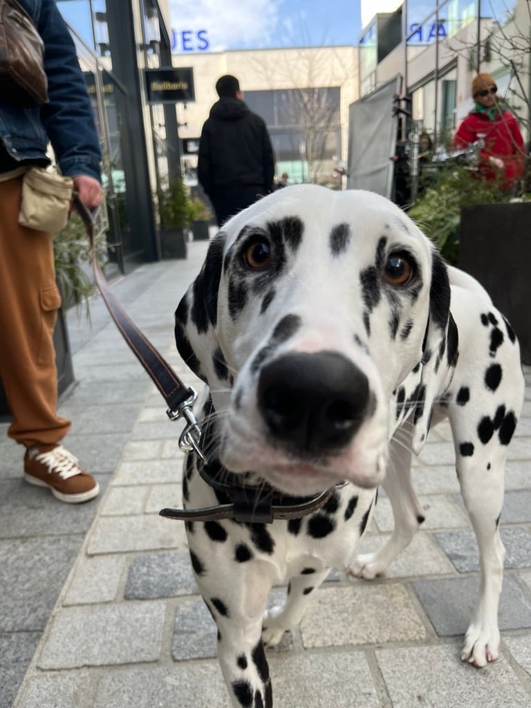 item.ImageAlternativeTextWithFallback