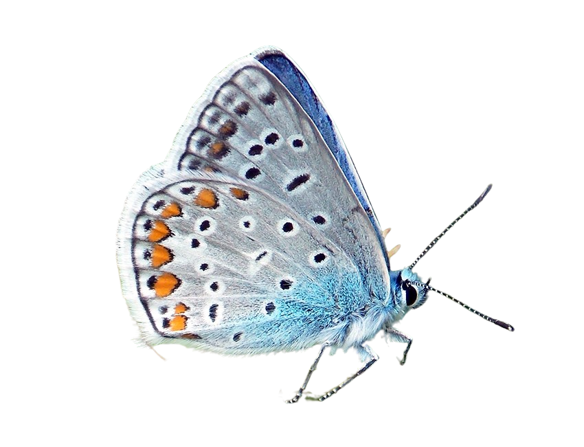 Oasi |  giardino farfalle