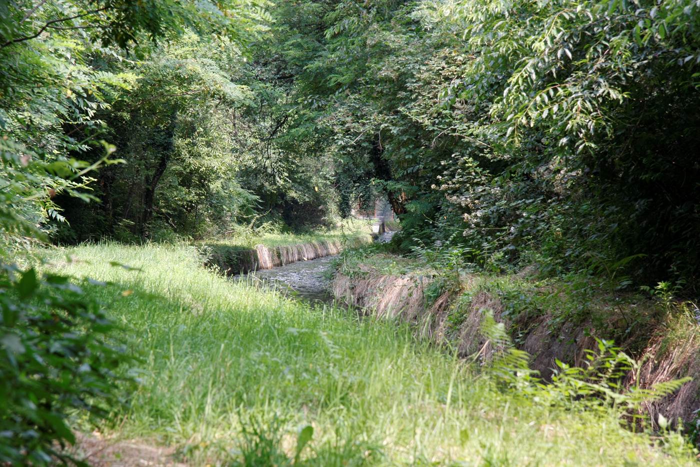 oasi | praterie alberate