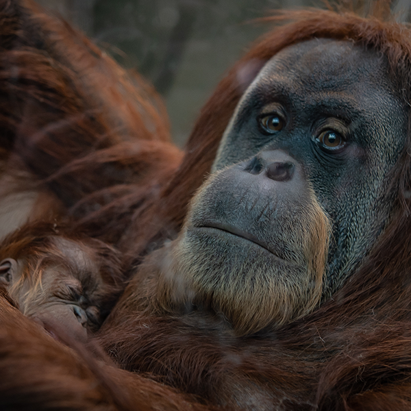 Baby Orangutan.png