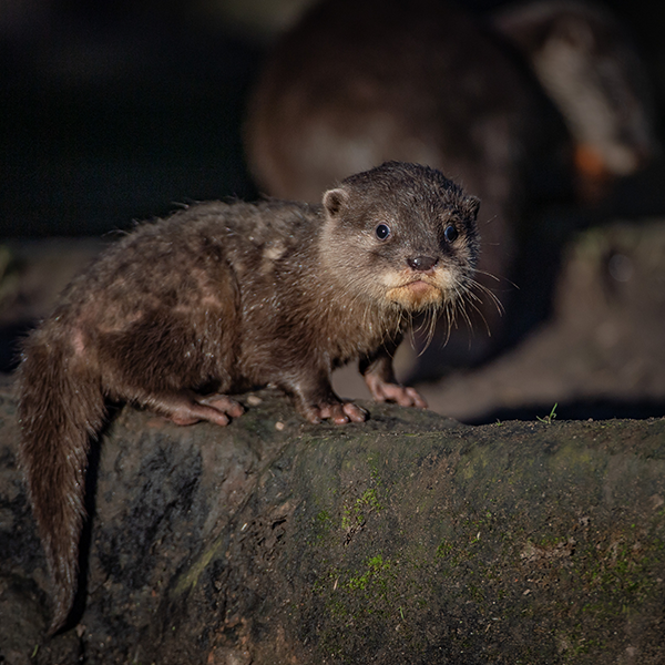 Baby Otters.png