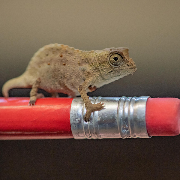 Finger Tipped Size Pygmy.png