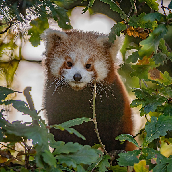 Red Panda.png