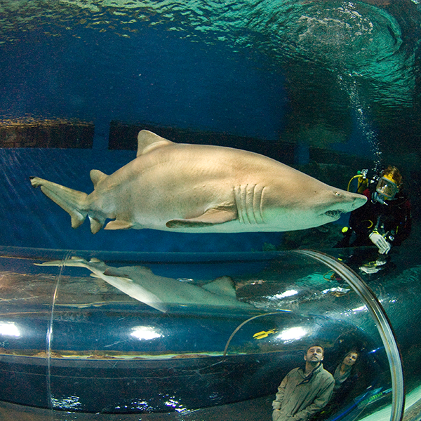 Shark 2.png