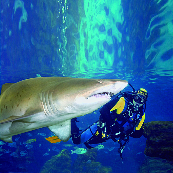 Shark.png