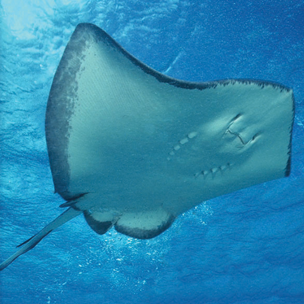 Stingray.png