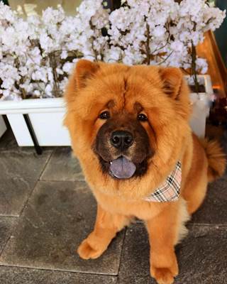 caber_the_chowchow